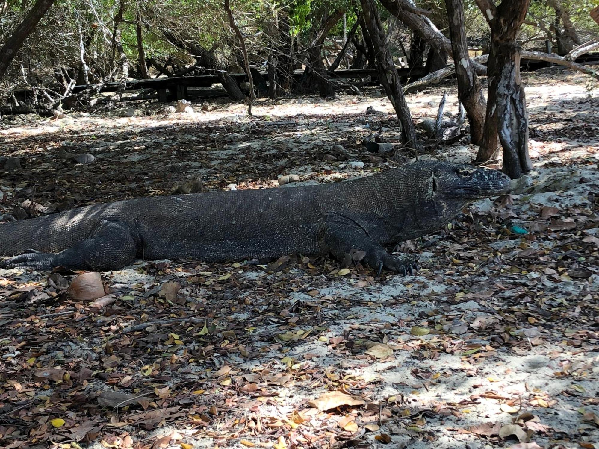 Dua Putri Komodo Homestay Extérieur photo