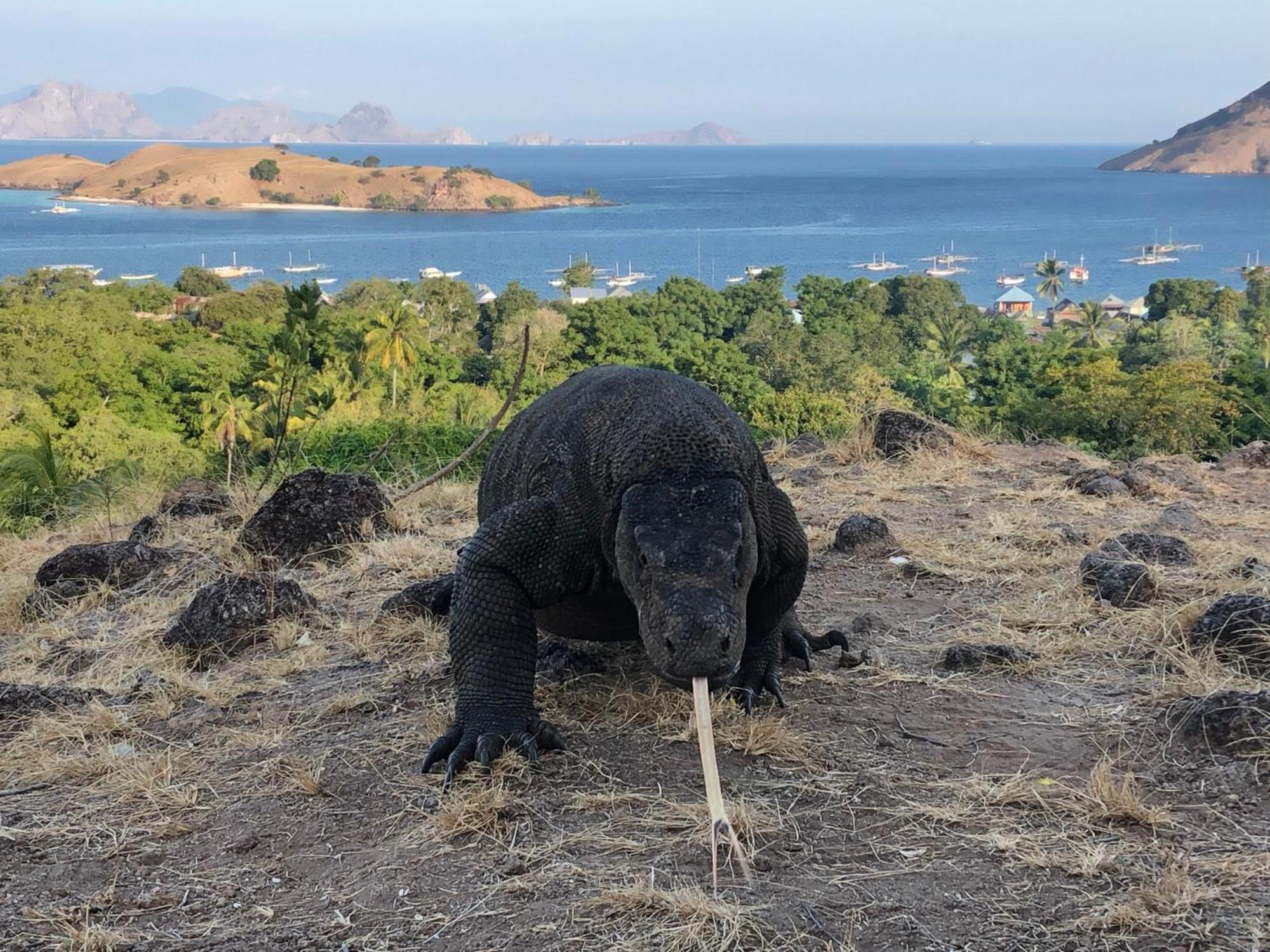 Dua Putri Komodo Homestay Extérieur photo